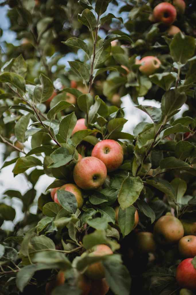 A close up photo of an apple tree, with luscious apples growing on it 